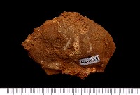 藏品(貝類化石)的圖片